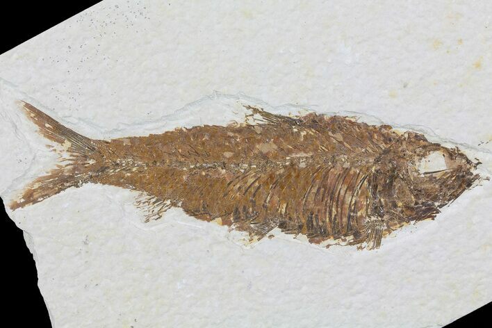 Detailed Knightia Fossil Fish - Wyoming #75908